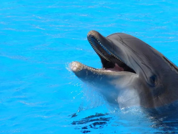 Dolphin Aquatic Fish Animal — Stock Photo, Image