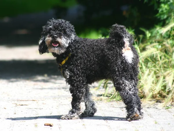 Purebred Poodle Dog Curly Dog — Stock Photo, Image