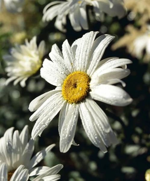 Close Daisy — Stock Photo, Image