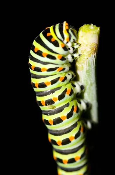 Toukka Mato Luonto Hyönteinen — kuvapankkivalokuva