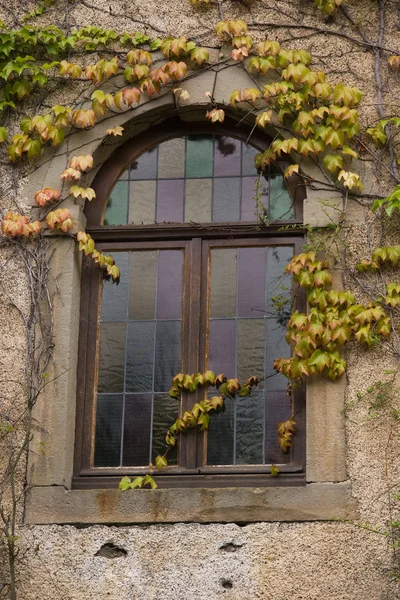 Witraże Virginia Creeper Zdjęcia Stockowe bez tantiem