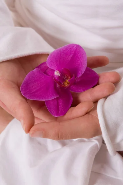 Scénique Belle Fleur Colorée Orchidée Image En Vente