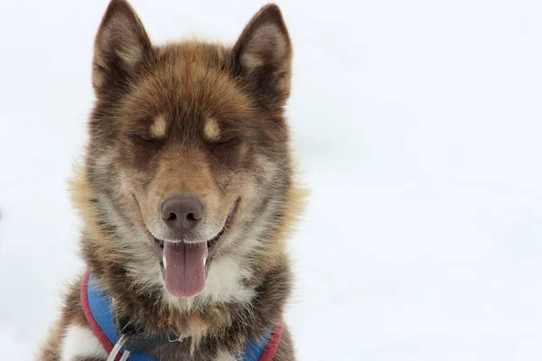 Husky Dog Háziállat — Stock Fotó