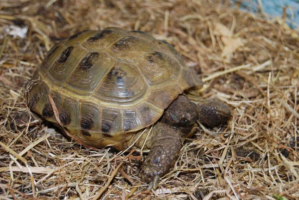 Tortuga Reptil Criatura Animal — Foto de Stock