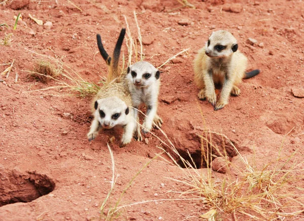 Animais Meerkat Vida Selvagem Suricata Suricatta — Fotografia de Stock