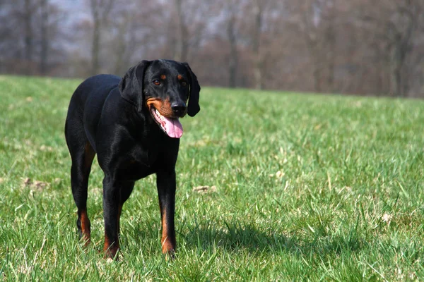 公园里的黑色拉布拉多猎犬 — 图库照片