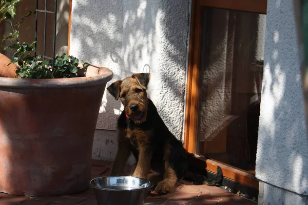 Vista Panoramica Del Cane Cucciolo Carino — Foto Stock