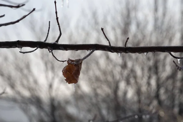 Самотній Лист Заморожений Дерева Бурульками Висять — стокове фото