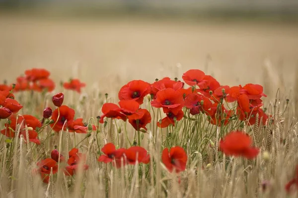 meadow in summer with red poppies