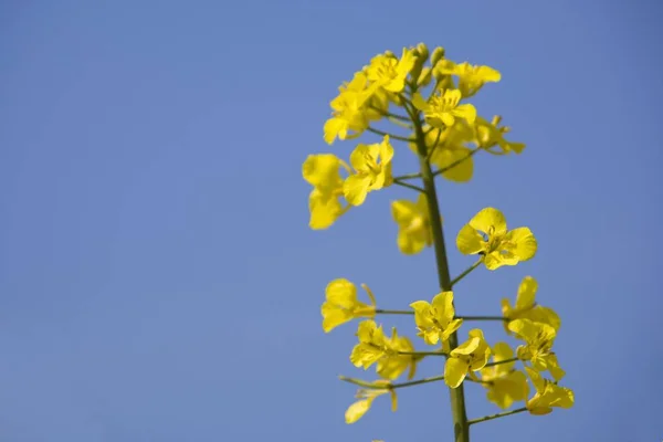 Flores Diferentes Foco Seletivo — Fotografia de Stock