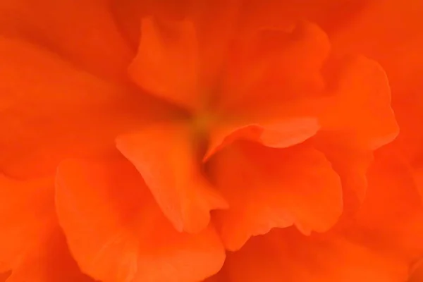 Gündüz Vakti Çiçek Açan Güzel Bir Bitki — Stok fotoğraf