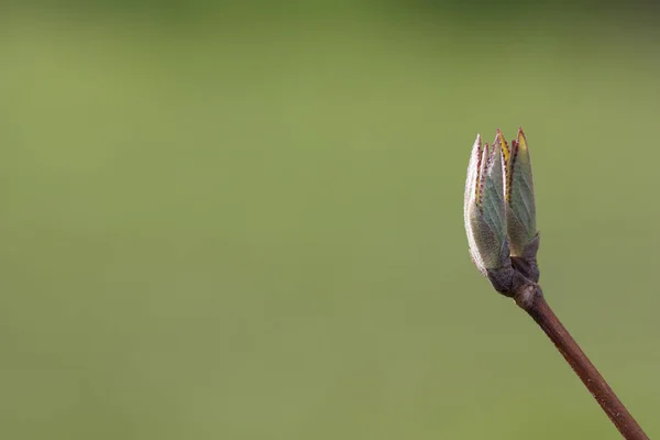 Perto Uma Planta Verde Jardim — Fotografia de Stock