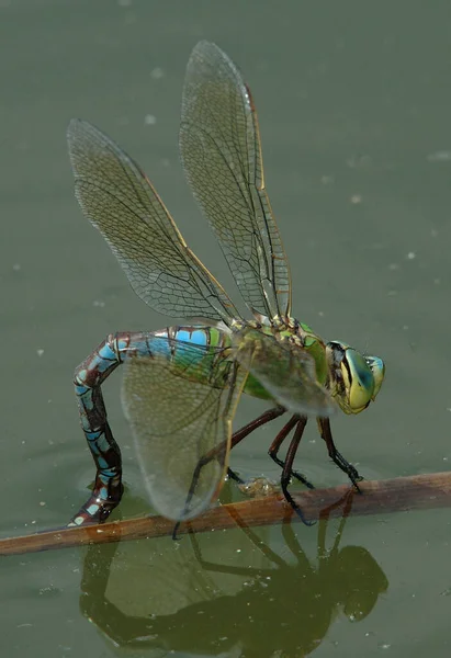 Vážný Hmyz Flóra Fauna — Stock fotografie