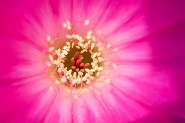 Kwiat Kaktusa Magenta Kwitnienie — Zdjęcie stockowe