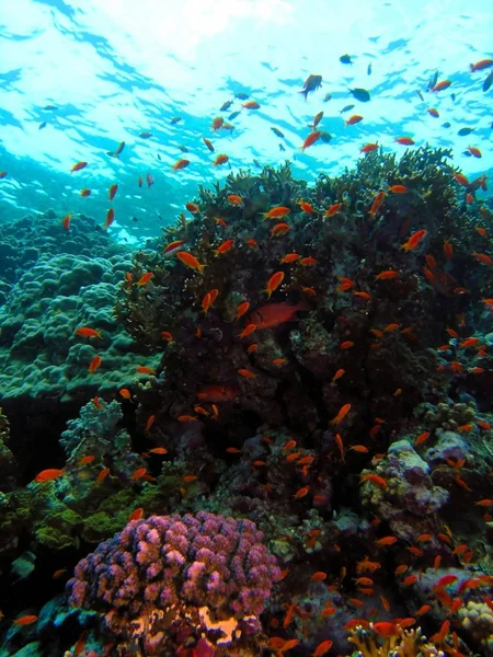 Marine Life Underwater Photo — 스톡 사진