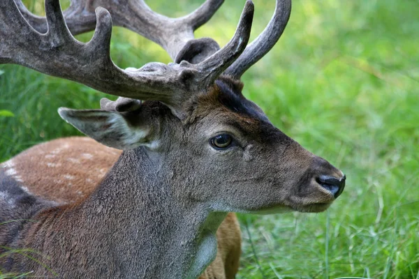 Verschillende Dieren Selectieve Focus — Stockfoto