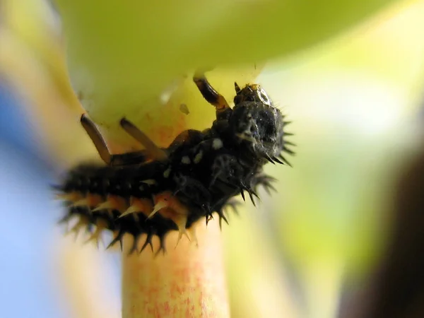 Primo Piano Bug Natura Selvaggia — Foto Stock