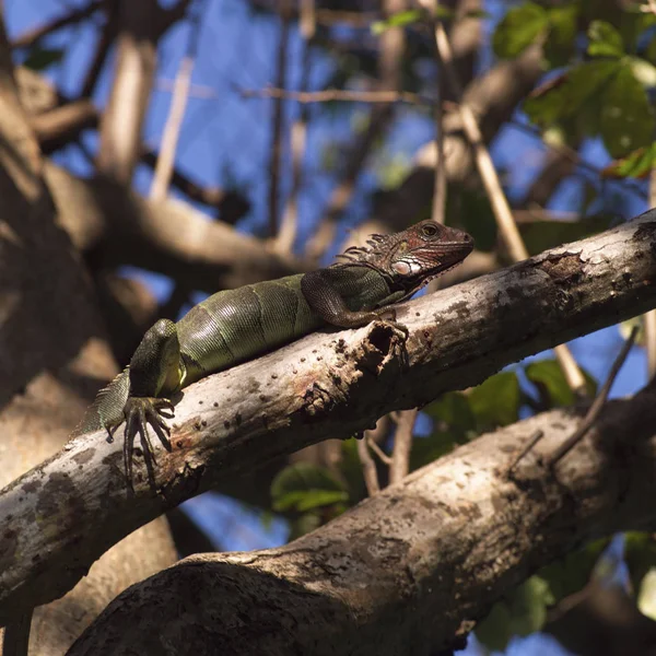 Eidechse Costa Rica — Stockfoto