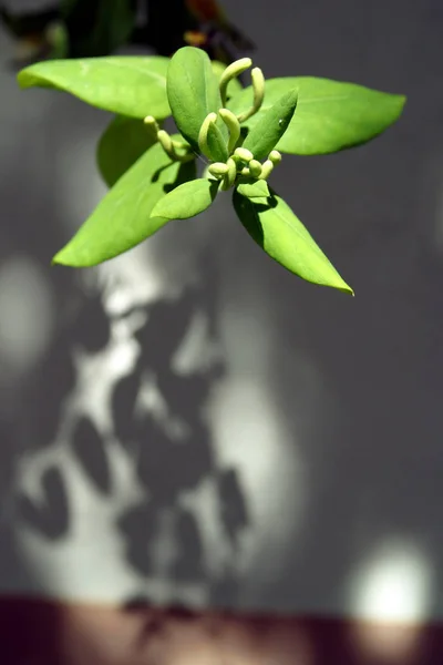 Una Planta Verde Proyectando Una Sombra —  Fotos de Stock