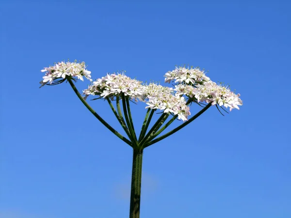 Закриття Петрушки Корова Дикий Ковадло Anthriscus Sylvestris — стокове фото