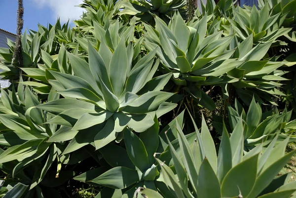 Green Plant Garden — Stock Photo, Image