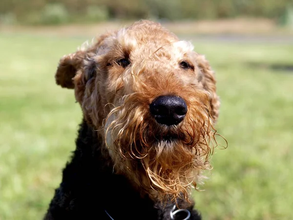 Portrait Cute Purebred Poodle Park — Stock Photo, Image