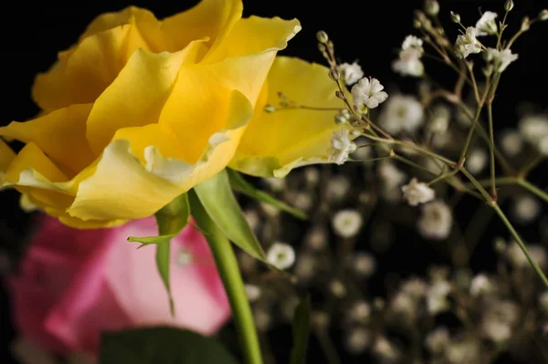 Желтая Роза Букете Черном Фоне Мелкой Глубиной Резкости — стоковое фото