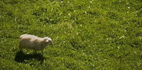 牧草地で家畜の羊を — ストック写真