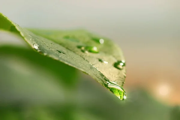 Folha Com Gotas Água Aftet Chuva — Fotografia de Stock