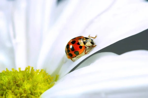 Daisy Full Bloom — Stock Photo, Image