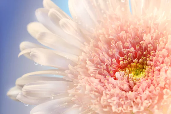 Gänseblümchen Voller Blüte — Stockfoto