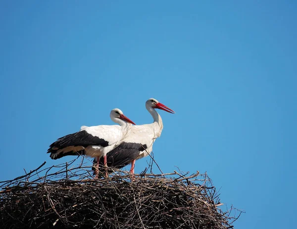 Scenic View Beautiful Stork Birds Nature — Stock Photo, Image