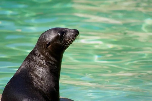 Incluido Zoológico Berlín Montón Diversión Mientras Mira —  Fotos de Stock