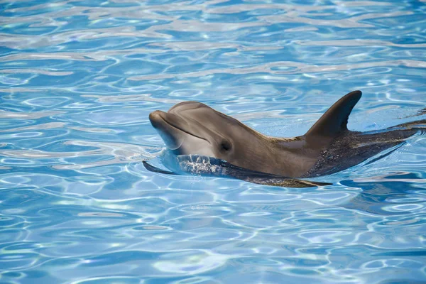 Bouteille Nez Dauphin Nageant Sur Les Eaux Tropicales — Photo