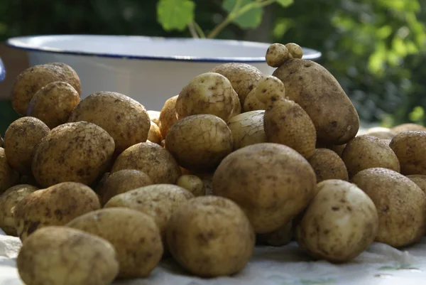 Őszi Szüret Szelektív Fókusz — Stock Fotó