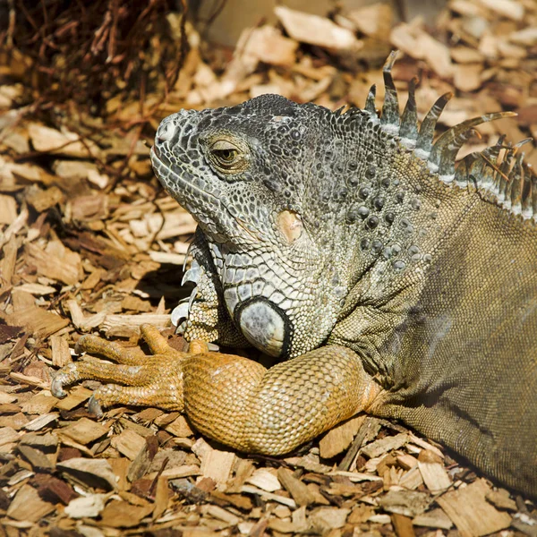 Yeşil Iguana Güneşi Orman Zemininde Yıkanıyor — Stok fotoğraf