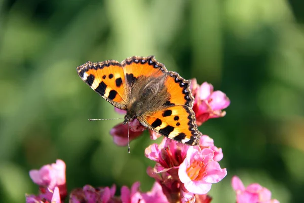 小さな狐蝶 Lepidoptera — ストック写真