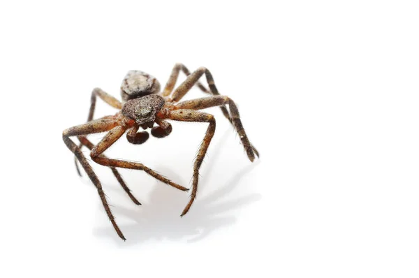 Très Petite Araignée Macro Gros Plan Isolé Sur Fond Blanc — Photo