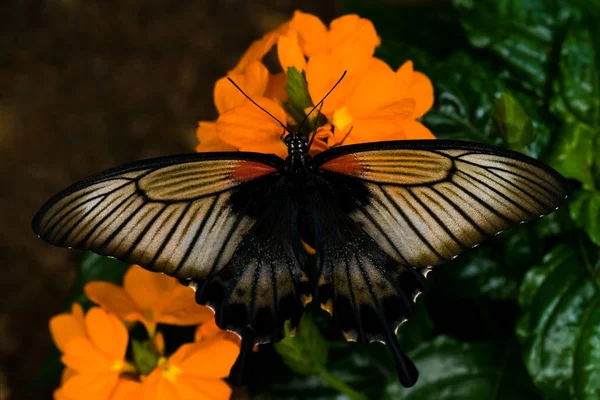 Большая Мормонская Бабочка — стоковое фото