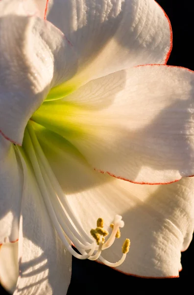 Hippeastrum Picotee Fiore Vista Ravvicinata — Foto Stock