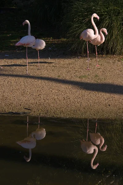 Quatro Flamingos Rosa Duplo — Fotografia de Stock