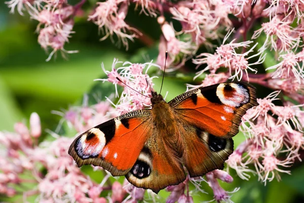 Mariposa Del Pavo Real Naturaleza Flora Fauna — Foto de Stock