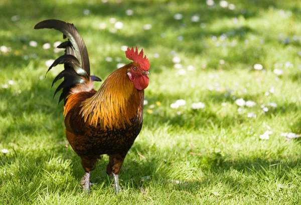 Cock Standing Grass — Stock Photo, Image