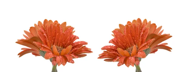 ゲルベラの花びら植物 — ストック写真