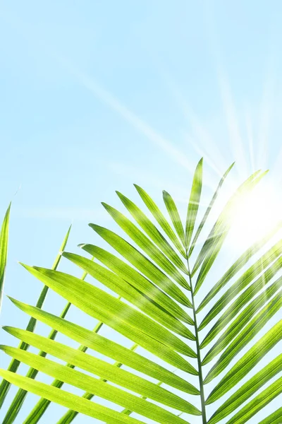 Palm Leaves Flora Nature Tree — Stock Photo, Image