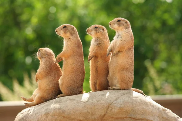 一群站在岩石顶上的草原狗 — 图库照片