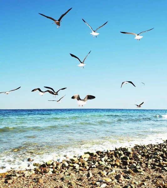 Gabbiani Sulla Costa — Foto Stock