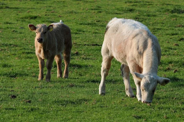 Kor Naturlandskap Selektivt Fokus — Stockfoto