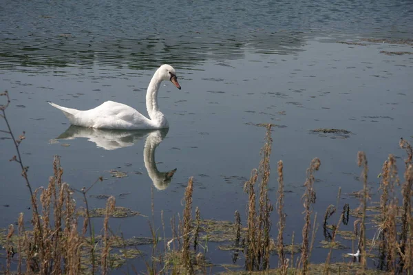 Vista Panorâmica Cisne Majestoso Natureza — Fotografia de Stock