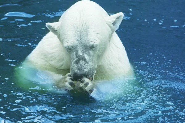 Urso Polar Branco Neve — Fotografia de Stock